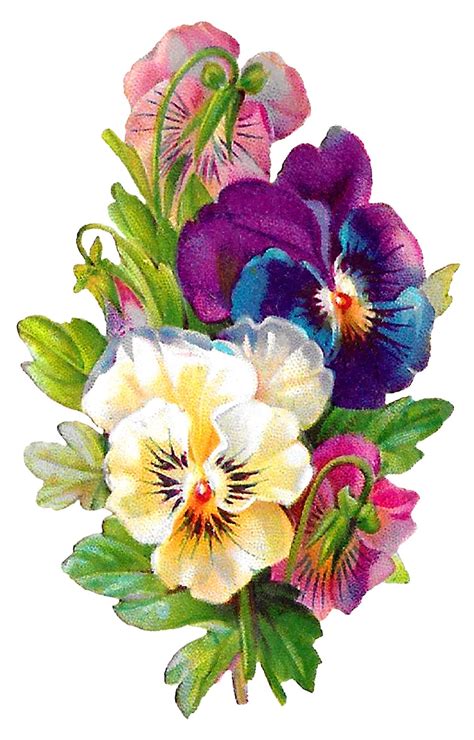 Antique Images: Wildflower Art Pansy Flower Clipart Antique Botanical Artwork Illustration