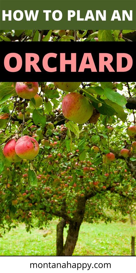 How to Plan a Backyard Orchard * Homestead Garden | Fruit tree garden, Fruit trees backyard ...