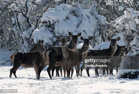 Uludag University Photos and Premium High Res Pictures - Getty Images