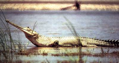 The Reptipage: The Indian Gharial/Gavial _Gavialis gangeticus_