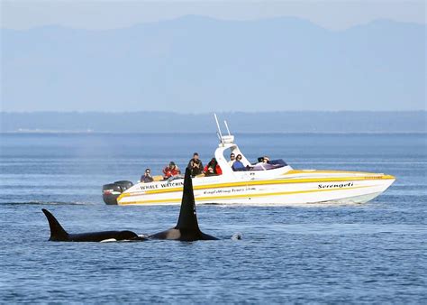 Whale Watching Tours Victoria BC: Reviewed by Locals