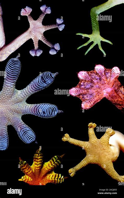 Photomontage of living gecko feet showing a variety of forms. Gecko ...