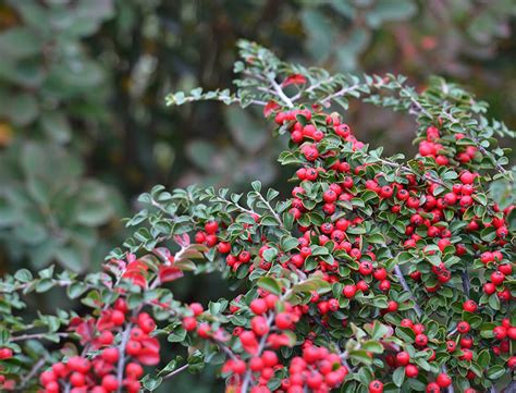 Cotoneaster Guide: How to Grow & Care for These Evergreen Shrubs