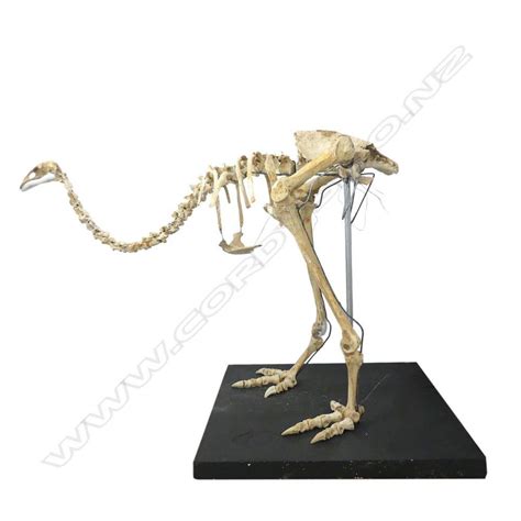 Extinct Moa Skeleton on Wooden Base - Natural History - Industry Science & Technology