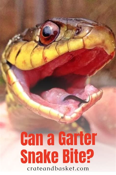 Can a Garter Snake Bite? - Crate and Basket