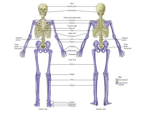 Axial Skeleton Labeling