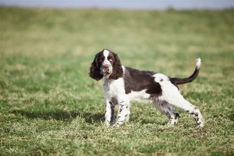 29 Springer Spaniel Mixes You Won’t Be Able To Resist