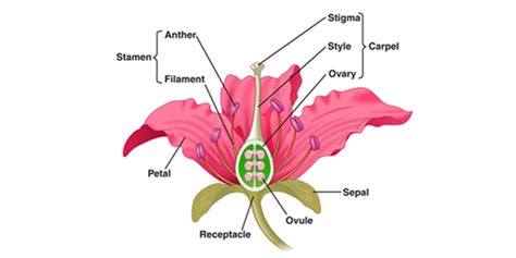 The Structure and Functions of Sepals. An Overview