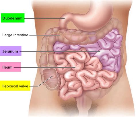 Duodenum anatomy, parts, location, duodenum function & problems