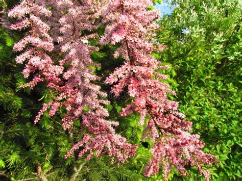 Tamarisk Pink Flowering Shrub Branches, Tamarix Parviflora, Detail of Branch with Small Flowers ...