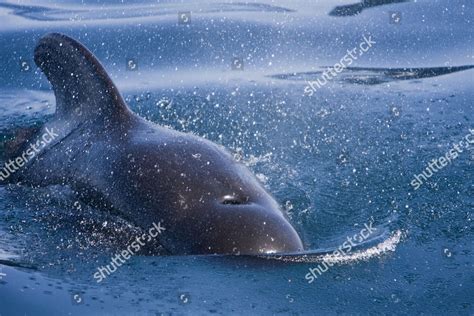 Pod 40 50 Shortfinned Pilot Whales Editorial Stock Photo - Stock Image | Shutterstock