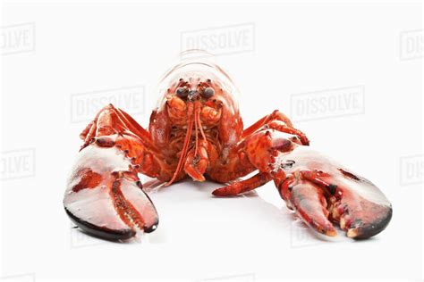 Cooked lobster on white background - Stock Photo - Dissolve