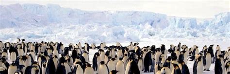 Penguin Habitat | Animal Facts and Information