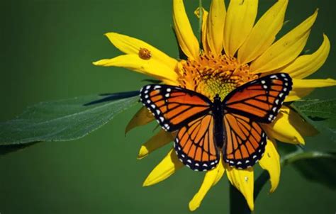 Wallpaper macro, insects, butterfly, ladybug, sunflower, beetle, The monarch images for desktop ...