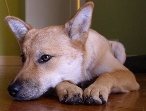 List of Coyote Mix Breed Dogs