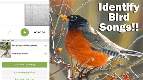 New Bird Song Identification Feature from the Merlin App - YouTube