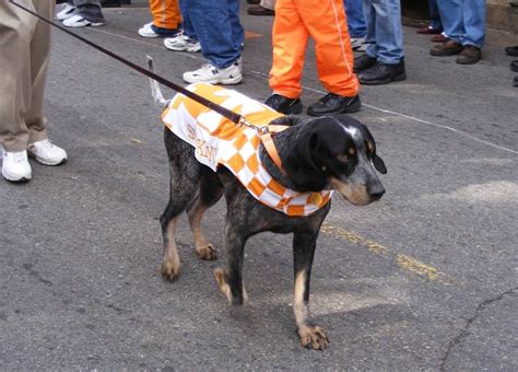 Tennessee Volunteers mascot Smokey - a Blue Tick Hound dog | Tennessee volunteers mascot ...