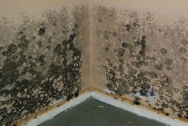 Black Mold Removal and Cleanup - Remediation or DIY?