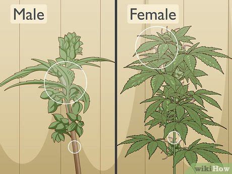 How to Identify Female and Male Marijuana Plants: 9 Steps