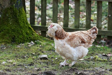 Which Chicken Breeds Lay Pink Eggs? — Practical Self Reliance