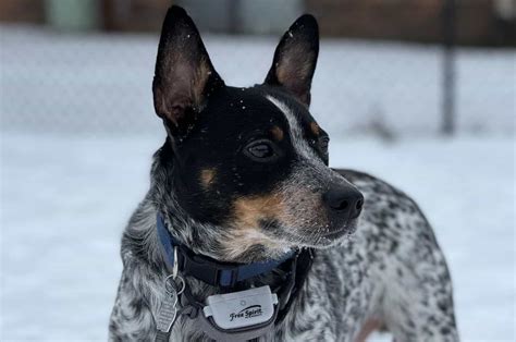 Jack Russell Blue Heeler Mix - All About This Energetic Pup