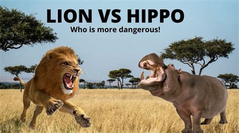 Hippo vs Lion - Hedge the book