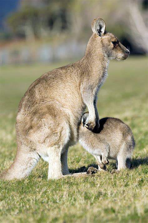 Eastern Grey Kangaroos Photograph by Tony Camacho/science Photo Library - Pixels