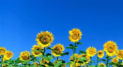 Wallpaper : sunflowers, field, sky, summer, Sunny 1920x1050 - CoolWallpapers - 686945 - HD ...