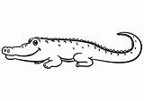 Cartoon Alligator coloring Page  Free Printable Coloring Pages sketch template