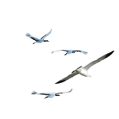 Flying Bird PNG Transparent Images | PNG All