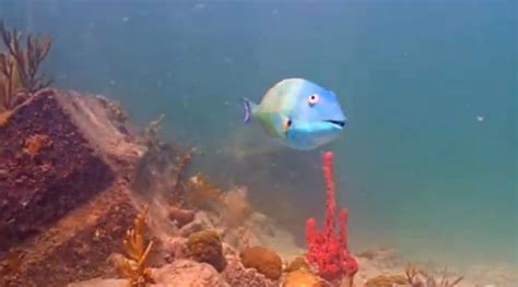 Popular Coral Reef Webcam Could Be the Victim of PortMiami Expansion - Disney Cruise Line ...