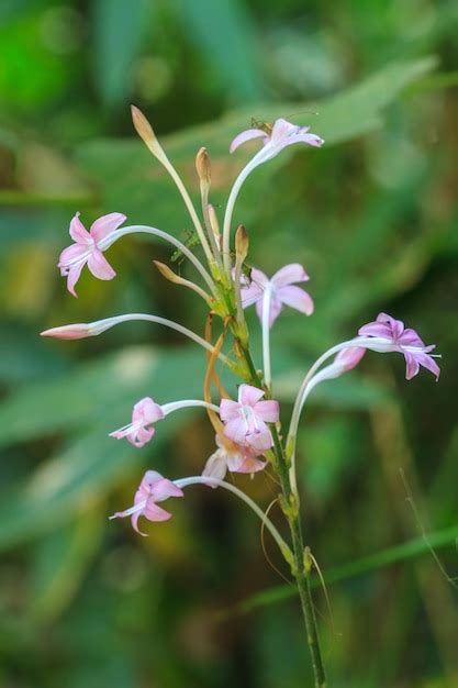 Premium Photo | Beautiful wild flower in forest