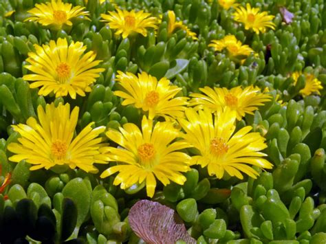 Delosperma nubigenum - Hardy Yellow Ice Plant | World of Flowering Plants