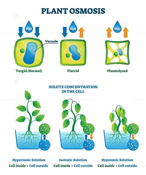 Pin on Life sciences illustrated