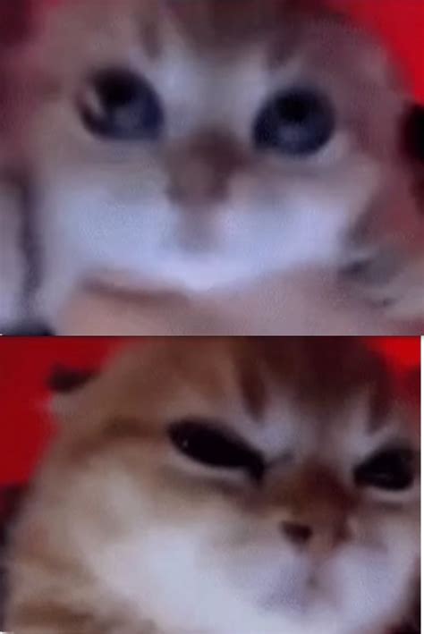 Happy cat angry cat Blank Template - Imgflip