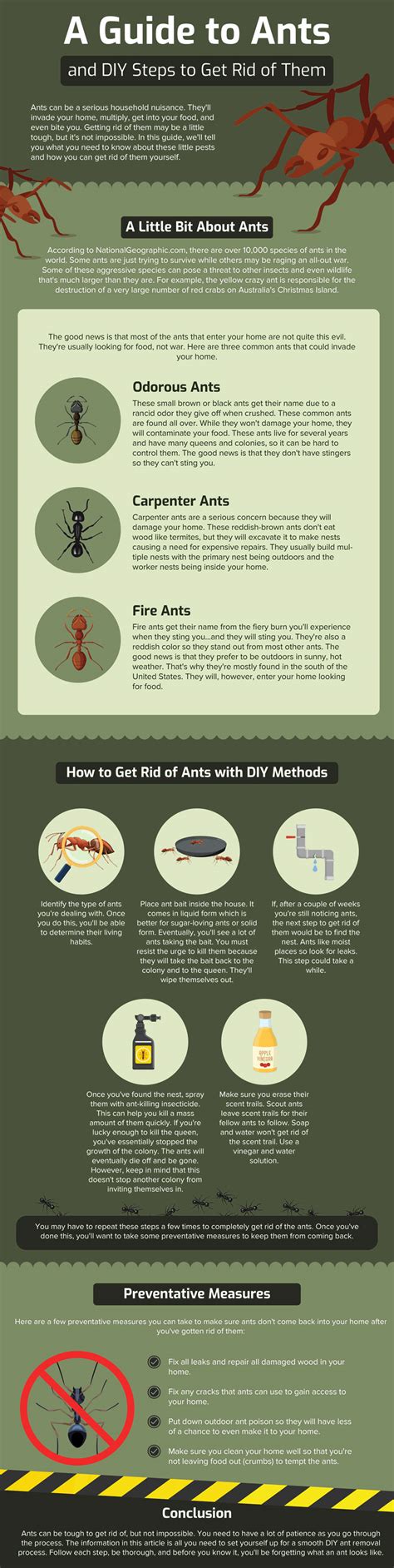 A Guide To DIY Ant Removal (Infographic)