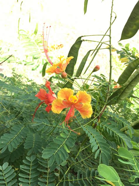 Pride of Barbados Flower | Plant leaves, Pride of barbados, Plants