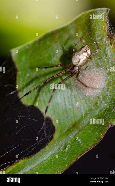 Long-jawed Orb-weaver Spider, Tylorida sp, with nest, Klungkung, Bali, Indonesia Stock Photo - Alamy