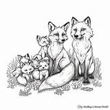 Fox And Wolf Coloring Pages  Free & Printable sketch template
