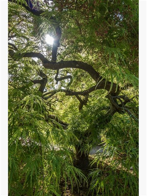 "Japanese Maple Silhouette" Poster for Sale by georgecolephoto | Redbubble