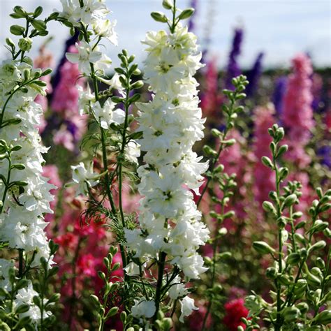 Larkspur Seeds - Delphinium Consolida - White Larkspur Flower Seed