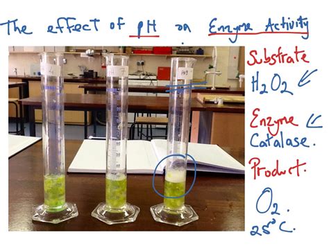 Effect of pH on Enzyme Activity | Science, Biology | ShowMe