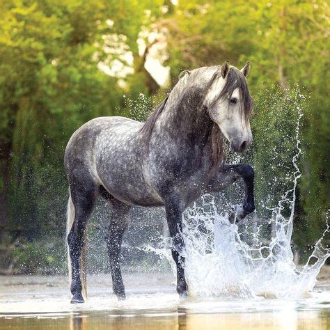 Horse Splashing Water! I have no idea who's photo this is but it is ...