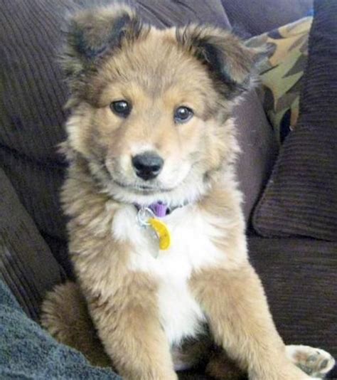 Husky and golden retriever mix.. i want it ! | Animals! | Pinterest | 動物