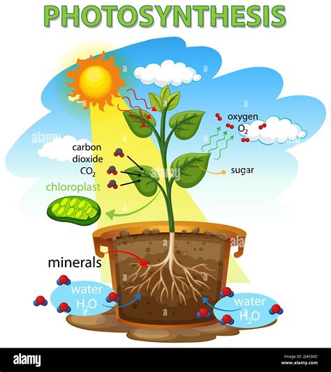 Diagram Showing Process Photosynthesis Plant Illustration, 56% OFF