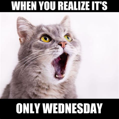 25 Cute Wednesday Memes To Make You Smile On Hump Day