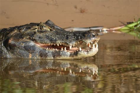 Brazil’s other wild place – the Pantanal | CNN