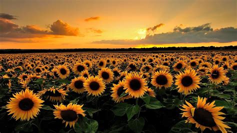 Pin by Suzanne Smith on Art | Sunflower wallpaper hd, Field wallpaper, Sunset wallpaper