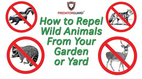 Predator Guard Deterrent Lights - How To Repel Deer, Coyote, Raccoon, Skunk - YouTube