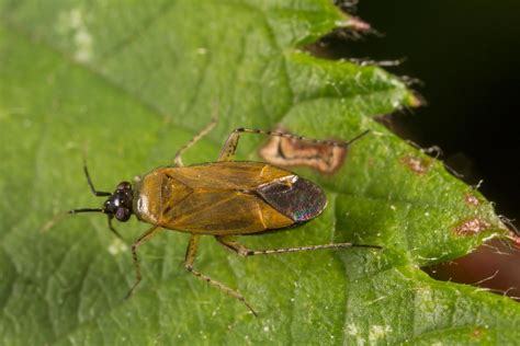 Miridae sp. | Owen Llewellyn | Flickr